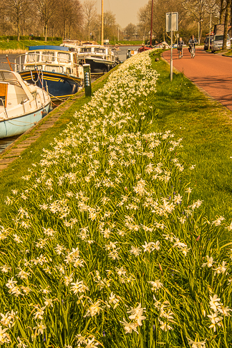 Vrblomster en solig dag med 20 grader, Dokkum