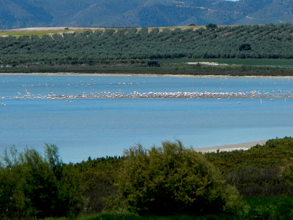 Laguna de la Fuente de Piedra.