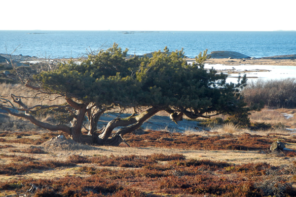 Bonsaitrd, Nordkoster.