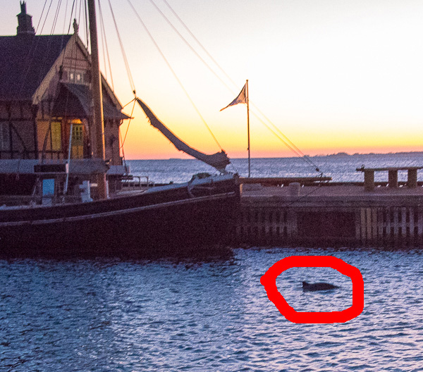 Två kvällar i rad hade vi besök av ett marsvin (på svenska tumlare) i Rudköbings hamnbassäng!! Osannolikt!! Men vi fångade den på ett för all del tekniskt  bedrövligt foto      