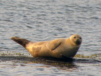 En tidig morgon vid Gullholmen.