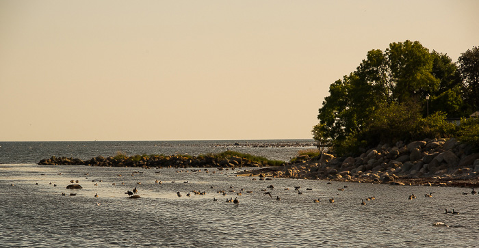 Sjfgel i strandbrynet, Skillinge