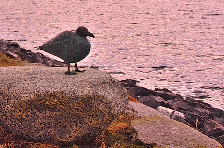 Bronsfgel spejar ut ver Fehmarn sund.