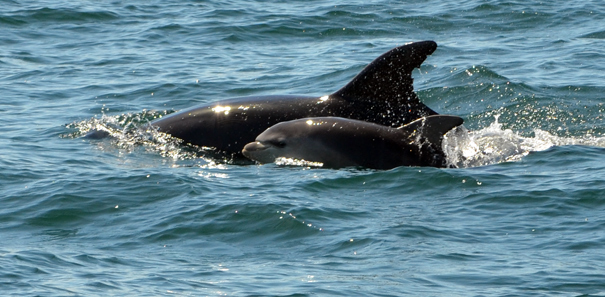 Mor och Baby Delfin vlkomnar oss till spanskt vatten.