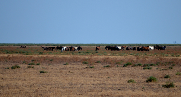 Semivilda hstar, Donana.