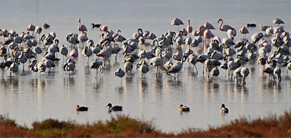 Flamingos i Ebros delta.