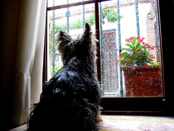 Undrar om min bästa kompis Ollie kommer ut snart? Fast, det regnar ju och då vill åtminstone inte jag gå ut.