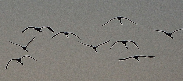 Flamingos ver bten om kvllningen.