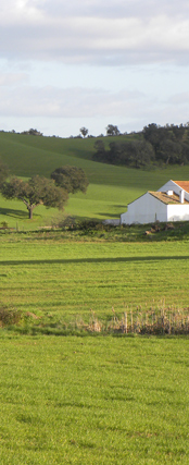 Landskapsbild i korkekland, södra Portugal.